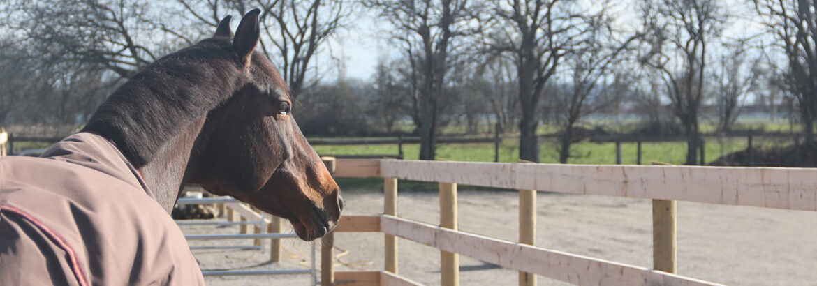 Board-your-horse-delta-canada.jpg